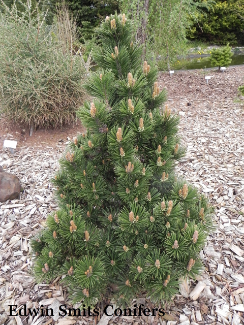 Pinus mugo 'Norenberg’